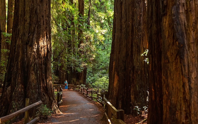 Pathway through towering redwoods at Muir Woods National Monument.