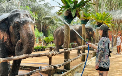 Person spraying water on elephants at a sanctuary in Samui.