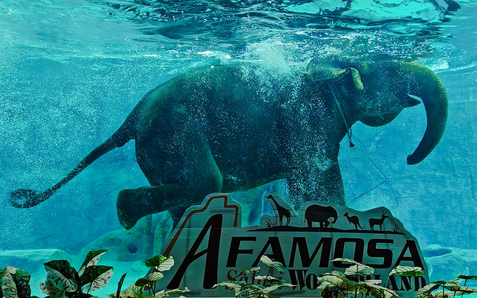 Elephant swimming in the "Elephant Akuatik" show at A'Famosa Safari Wonderland, Melaka, Malaysia.