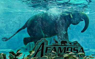Elephant swimming in the "Elephant Akuatik" show at A'Famosa Safari Wonderland, Melaka, Malaysia.
