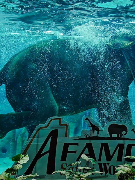 Elephant swimming in the "Elephant Akuatik" show at A'Famosa Safari Wonderland, Melaka, Malaysia.