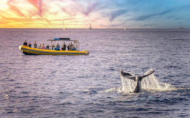 Tourists on a boat watching a whale tail in the ocean at sunset near Terceira Island.