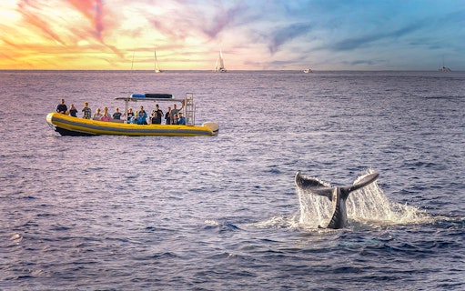 Tourists on a boat watching a whale tail in the ocean at sunset near Terceira Island.