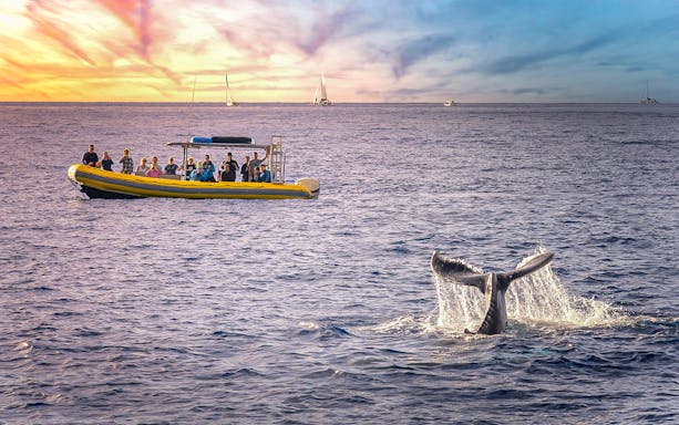 Tourists on a boat watching a whale tail in the ocean at sunset near Terceira Island.
