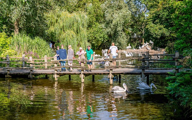Visitors on a wooden bridge at Rotterdam Zoo, observing pelicans in the water.