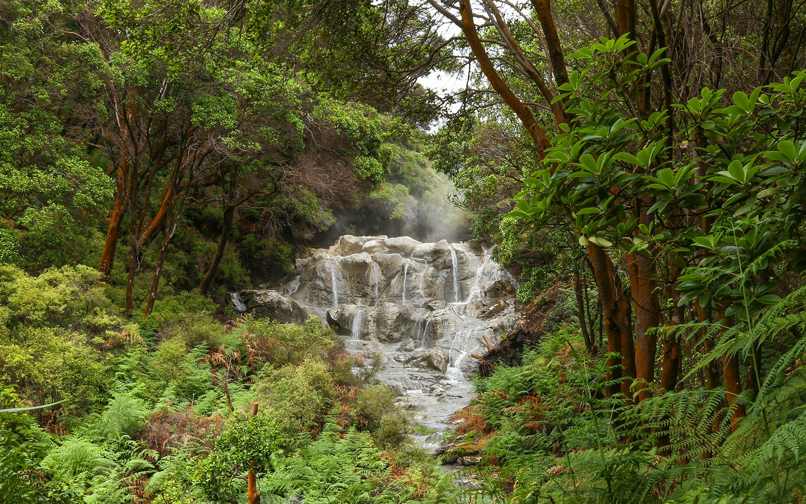 Kakahi hot waterfall surrounded by lush greenery at Hells Gate Geothermal Walk.