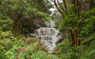 Kakahi hot waterfall surrounded by lush greenery at Hells Gate Geothermal Walk.