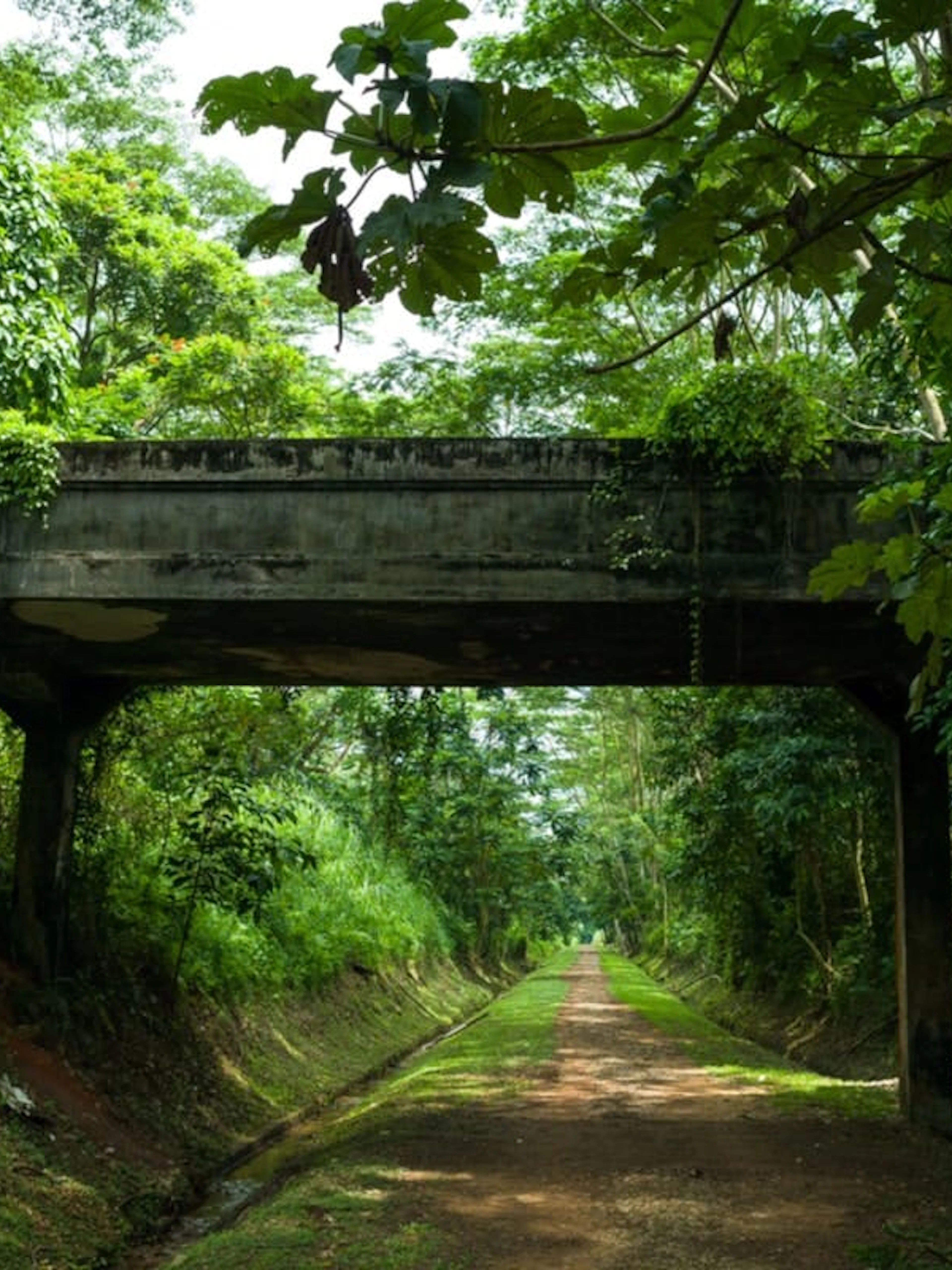 Overgrown railway bridge in lush Singapore forest, part of self-guided city exploration game.
