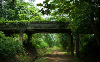 Overgrown railway bridge in lush Singapore forest, part of self-guided city exploration game.