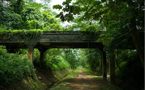 Overgrown railway bridge in lush Singapore forest, part of self-guided city exploration game.