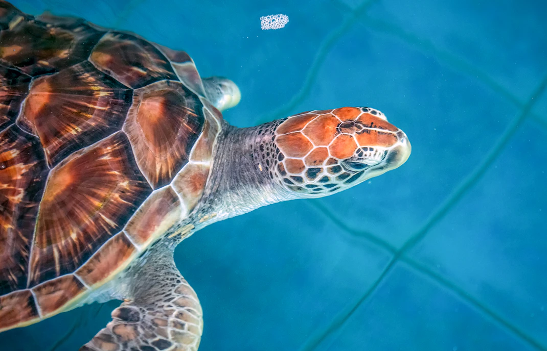 Clearwater aquarium