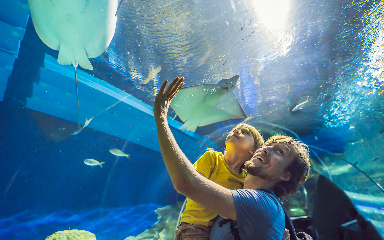 Swarm Ring at SEA LIFE Oberhausen