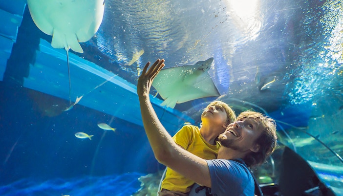 Swarm Ring at SEA LIFE Oberhausen