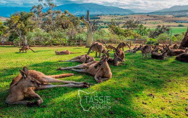 2 day tasmanian highlights bundle 3 - bruny island & port ar-4