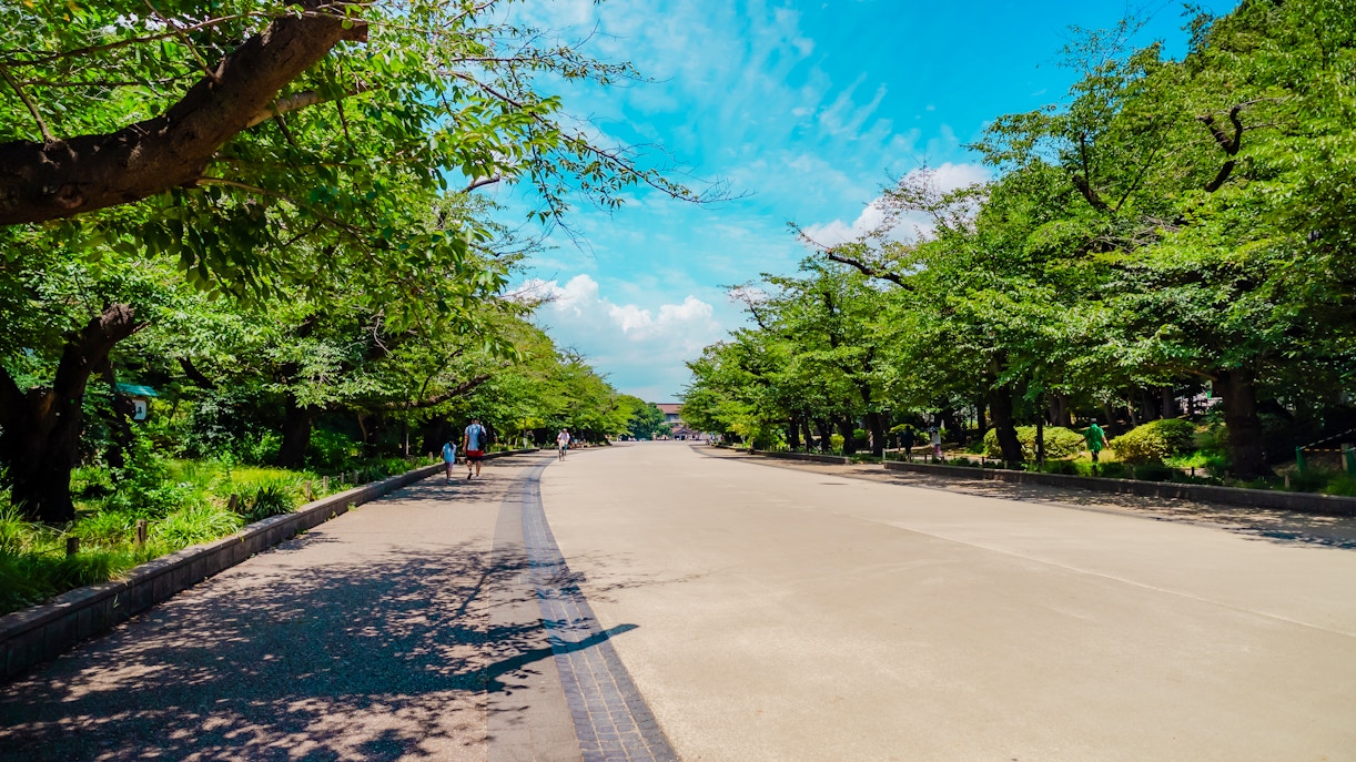 Pathway lined with trees in Ueno Park, Tokyo, under a clear blue sky.