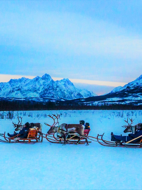 Reindeer pulling sleds with people in snowy landscape, mountains in background, showcasing Sami culture.