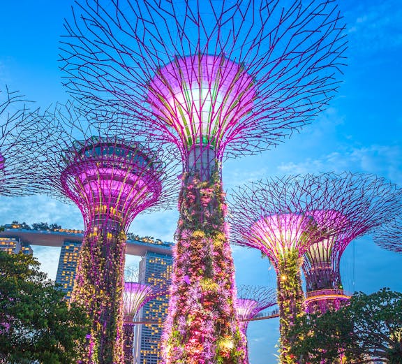 Supertree Grove at Gardens by the Bay, Singapore, illuminated at dusk.
