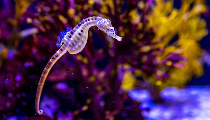 Big-belly Seahorse at Oceanografic Valencia