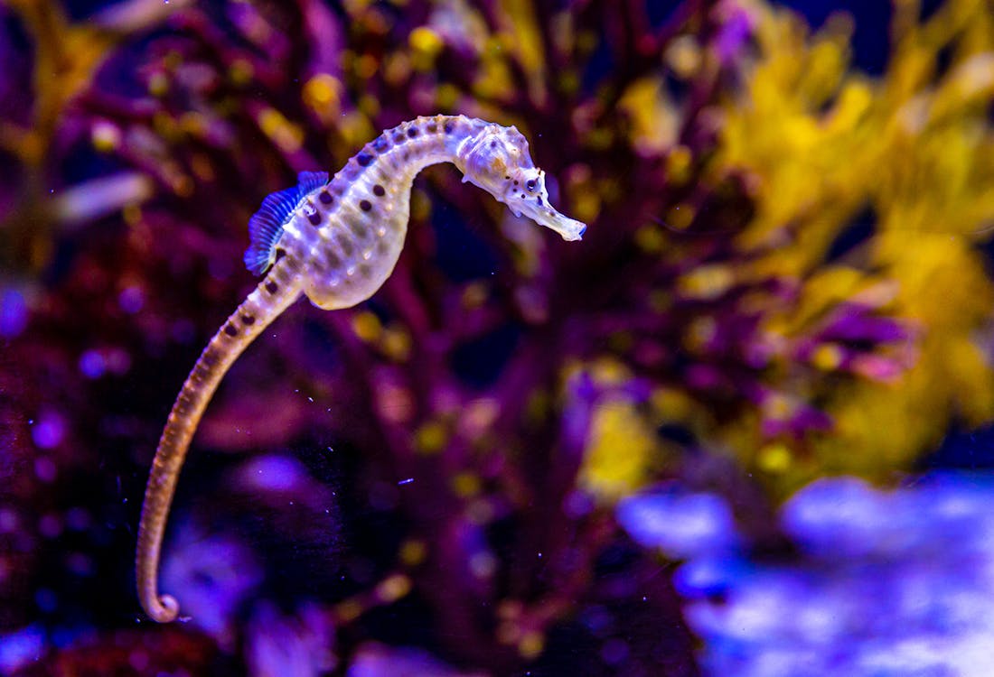 Barcelona Aquarium