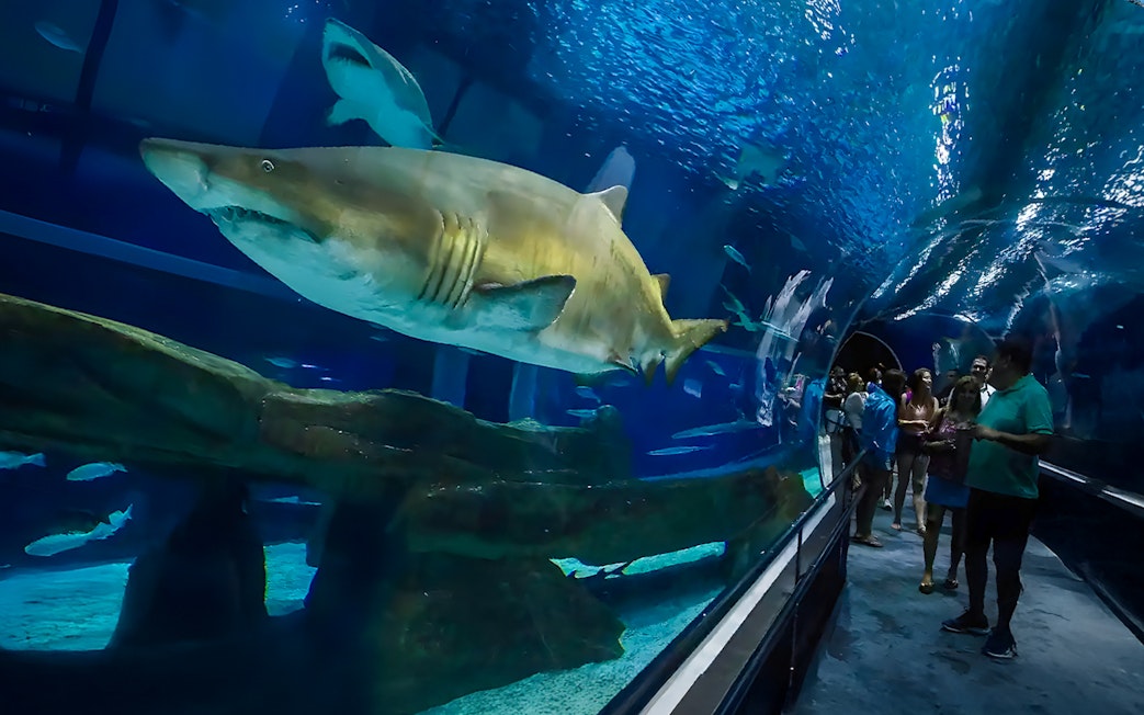 Tourists inside aquarium tunnel observing sharks swimming overhead.