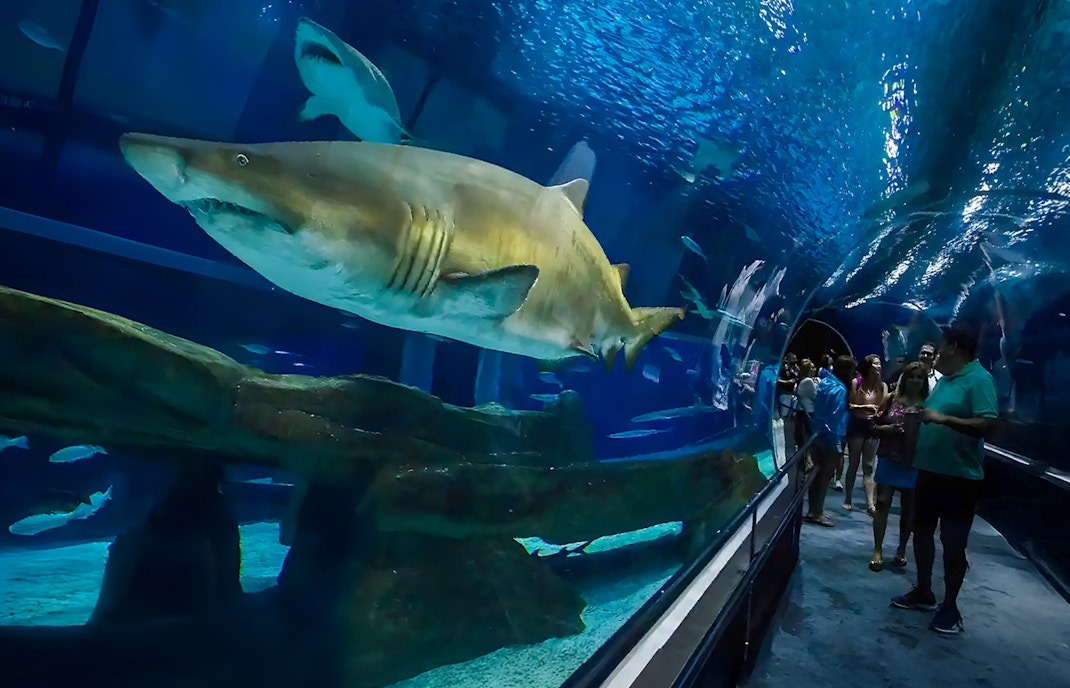 Tourists inside aquarium tunnel observing sharks swimming overhead.