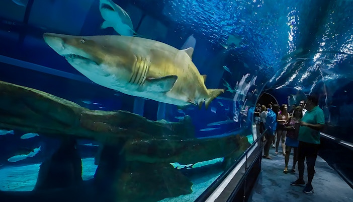 Tourists inside aquarium tunnel observing sharks swimming overhead.