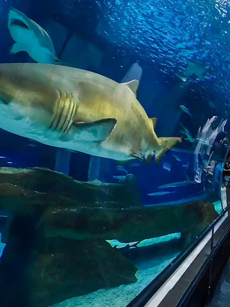 Tourists inside aquarium tunnel observing sharks swimming overhead.