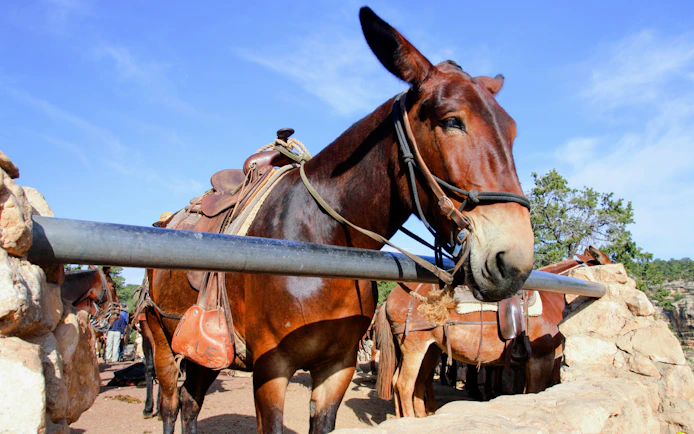 Mule with saddle at Grand Canyon viewpoint.