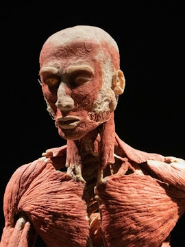 Human anatomy exhibit at Body Worlds Amsterdam.