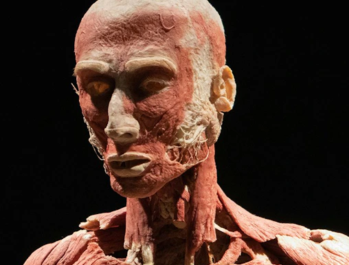 Human anatomy exhibit at Body Worlds Amsterdam.