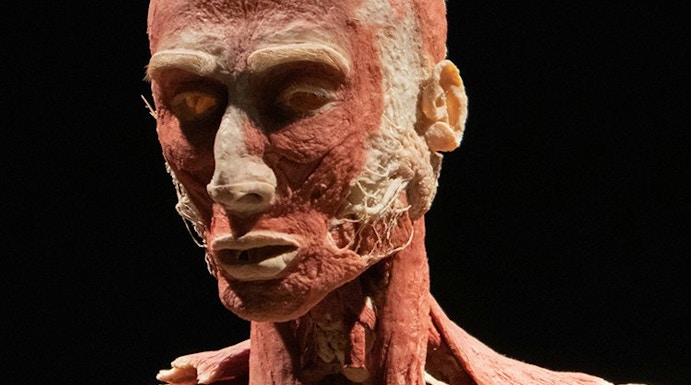 Human anatomy exhibit at Body Worlds Amsterdam.