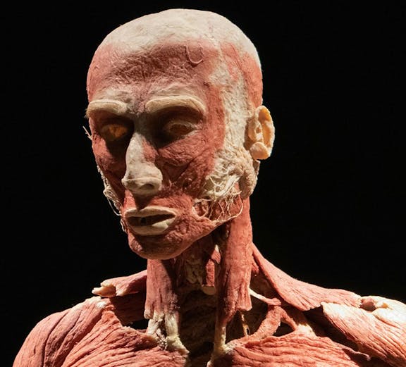 Human anatomy exhibit at Body Worlds Amsterdam.