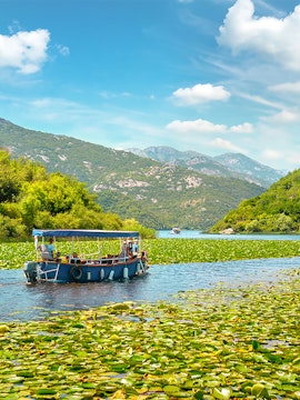 Boat navigating through lilies on Lake Skadar, Montenegro.