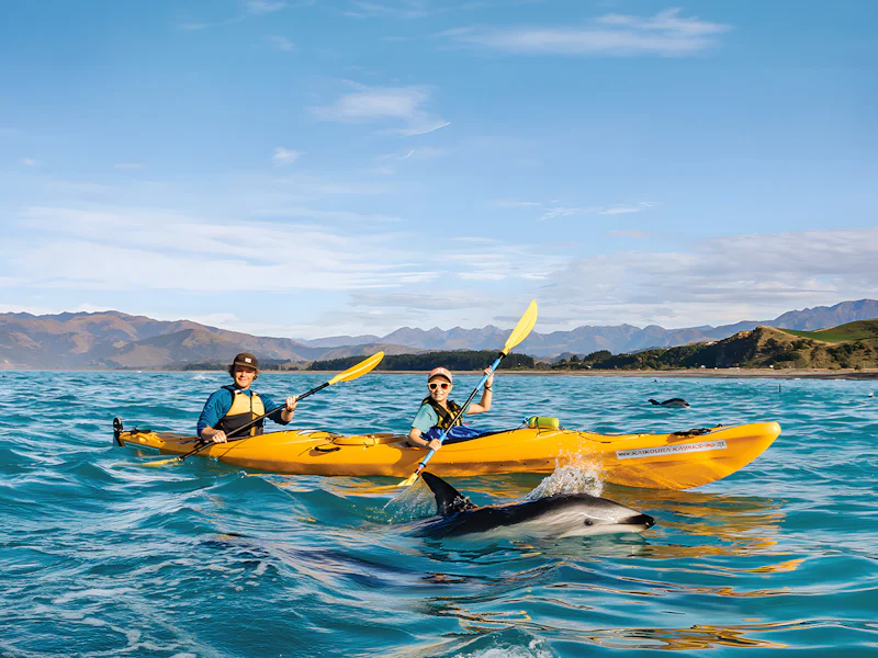 Tickets To Guided Wildlife Kayaking Experience In Kaikoura - Kaikoura