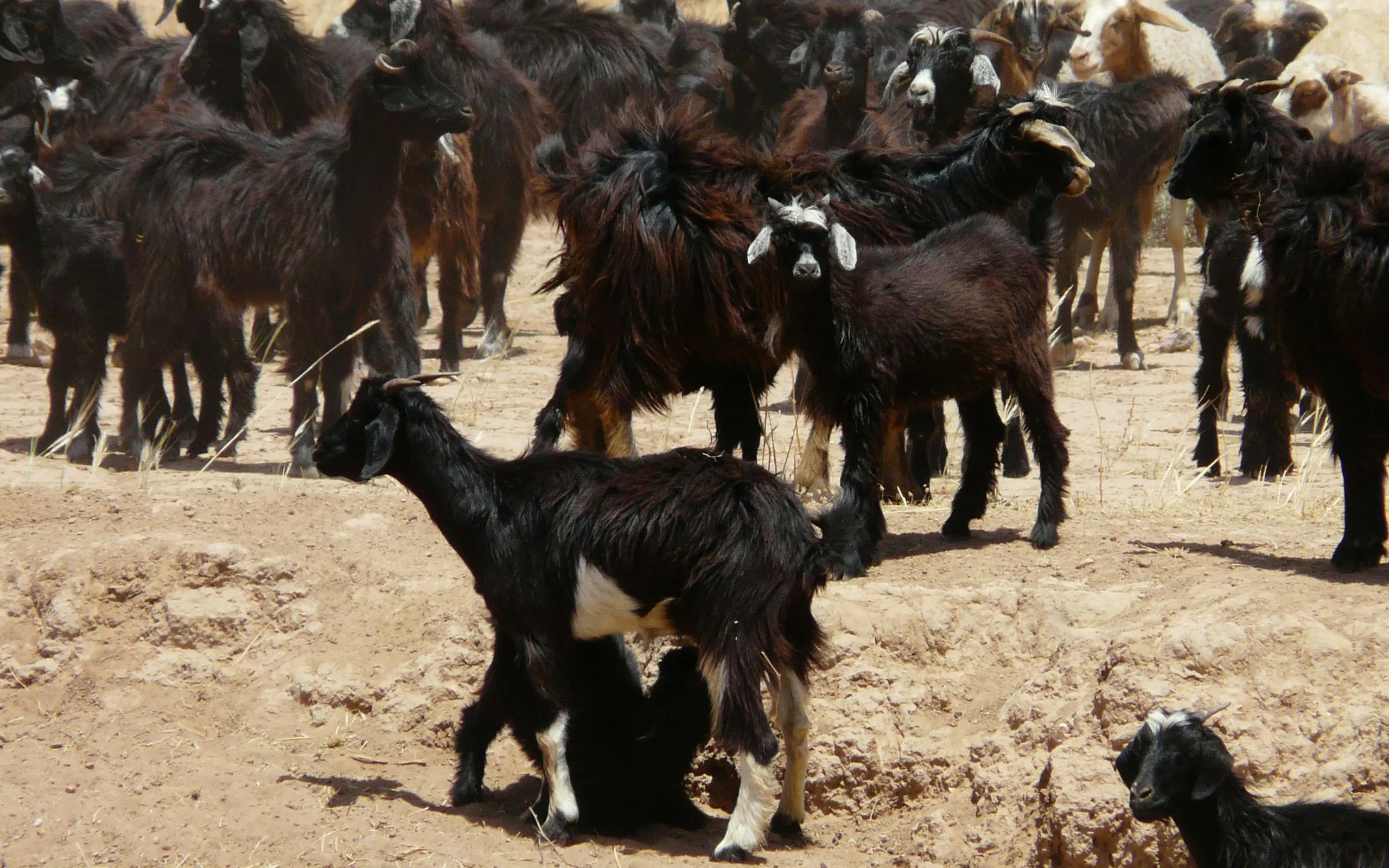 Goats grazing along the route to Taroudannt, Morocco.