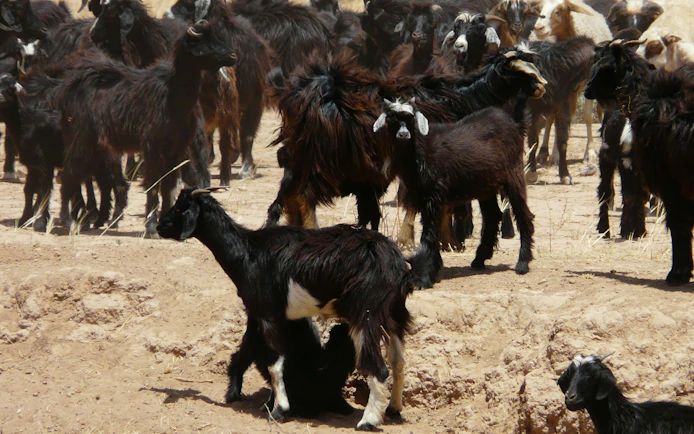 Goats grazing along the route to Taroudannt, Morocco.