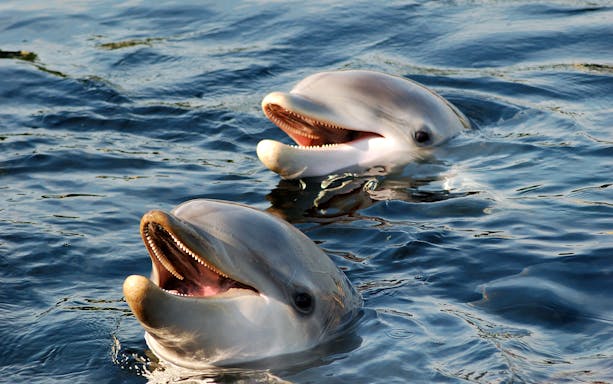Dolphins swimming during a sunset tour in Taormina.