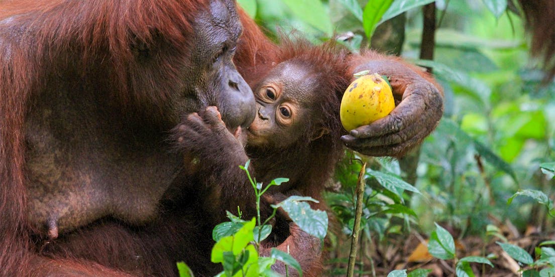 Bukit Merah Île d'Orang Utan