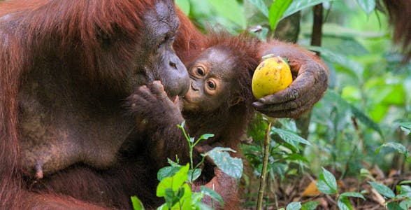 Ilha Bukit Merah Orang Utan