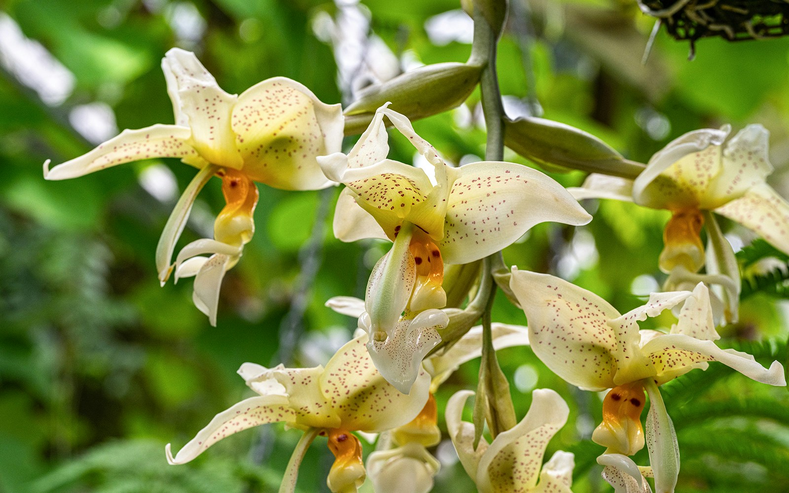 Stanhopea costaricensis is a species of orchid endemic to Central America