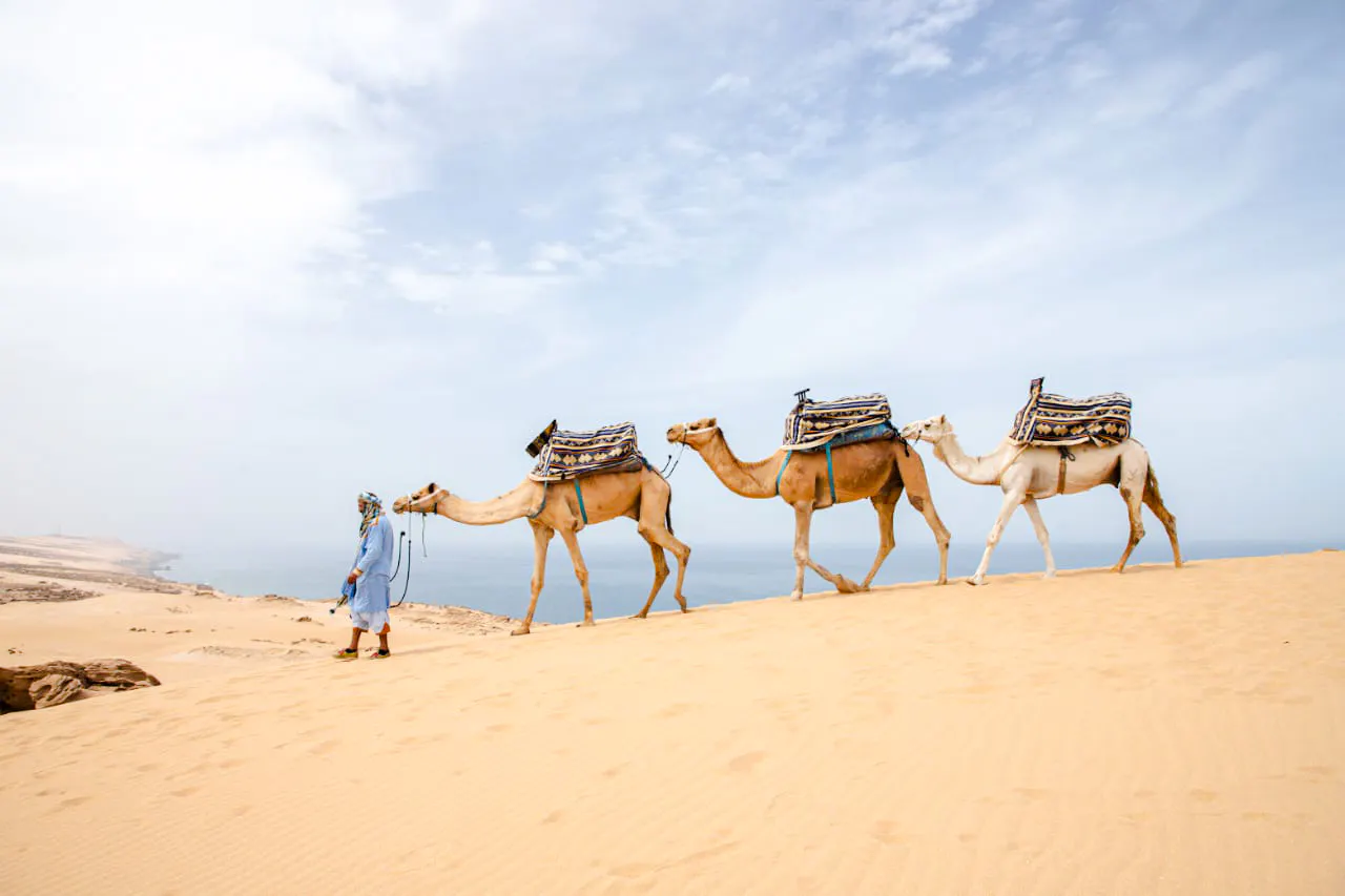 from taghazout: 4x4 mini-sahara dunes and souss-massa national park tour with lunch-1