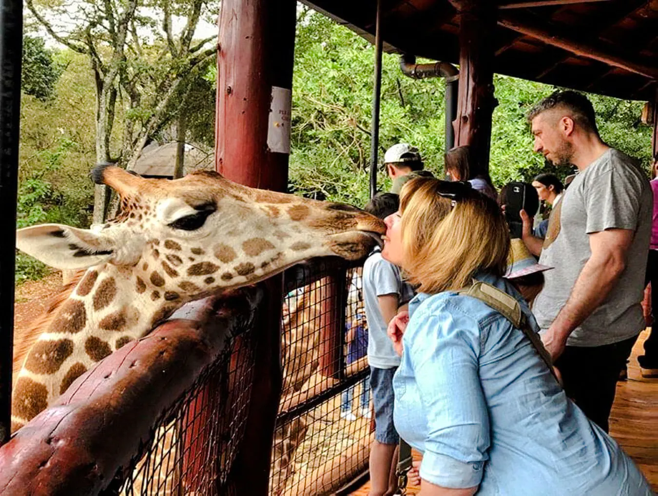 Giraffe interacting with a visitor at Nairobi's Giraffe Centre during the Nairobi City Tour Experience.