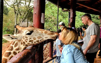 Giraffe interacting with a visitor at Nairobi's Giraffe Centre during the Nairobi City Tour Experience.