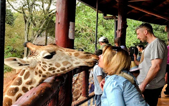 Giraffe interacting with a visitor at Nairobi's Giraffe Centre during the Nairobi City Tour Experience.