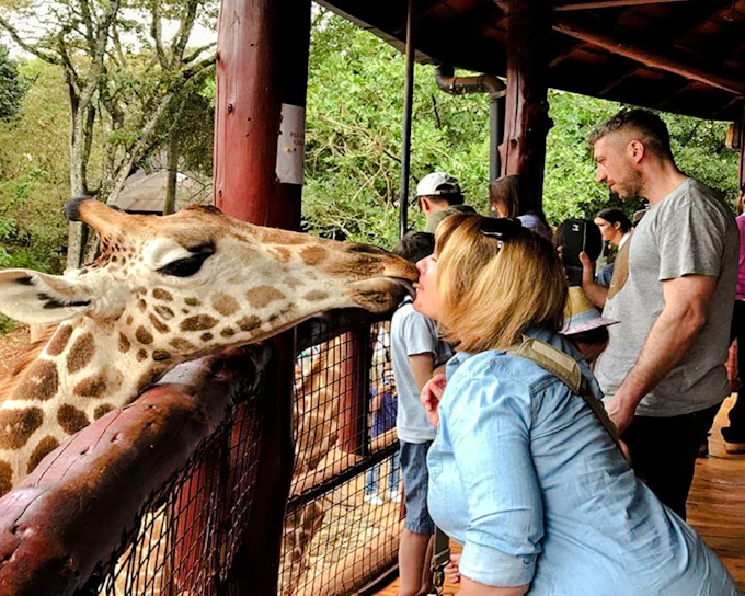 Nairobi National Park, David Sheldrick Elephant Orphanage, Giraffe Centre and Karen Blixen Museum Tour (Product 56426)