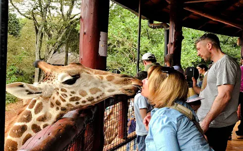 Giraffe interacting with a visitor at Nairobi's Giraffe Centre during the Nairobi City Tour Experience.