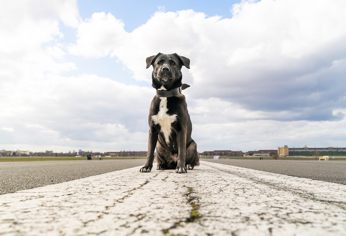 dogs in Berlin