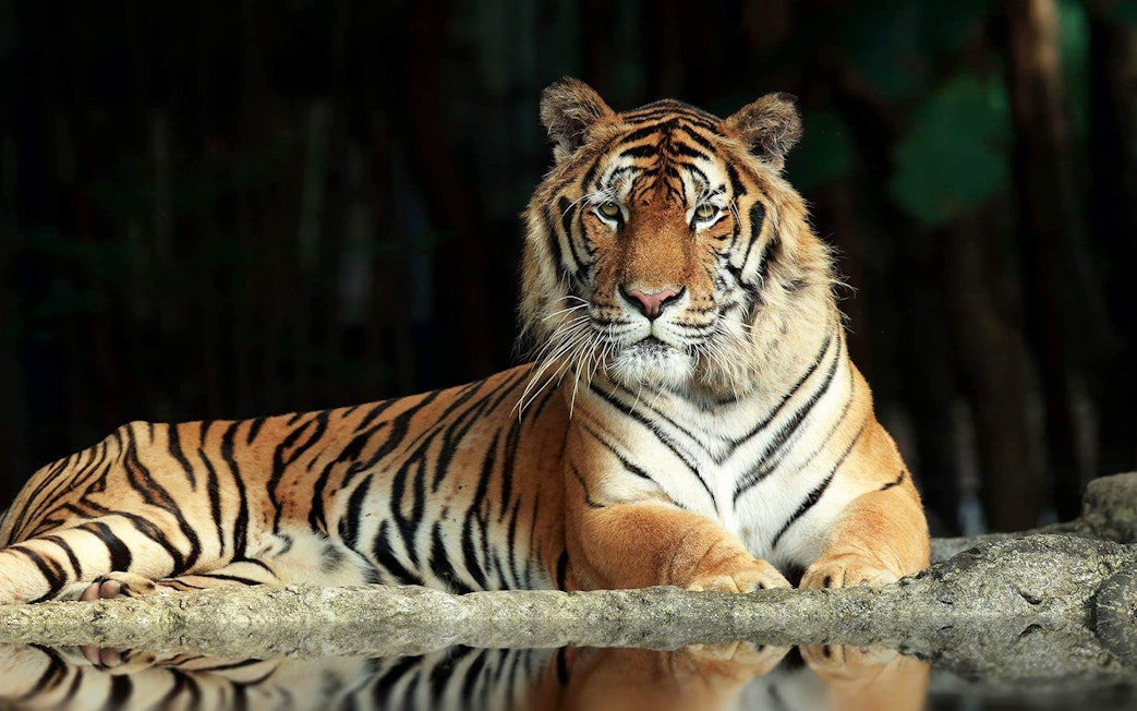 Tiger resting at Night Safari Park, Chiang Mai.