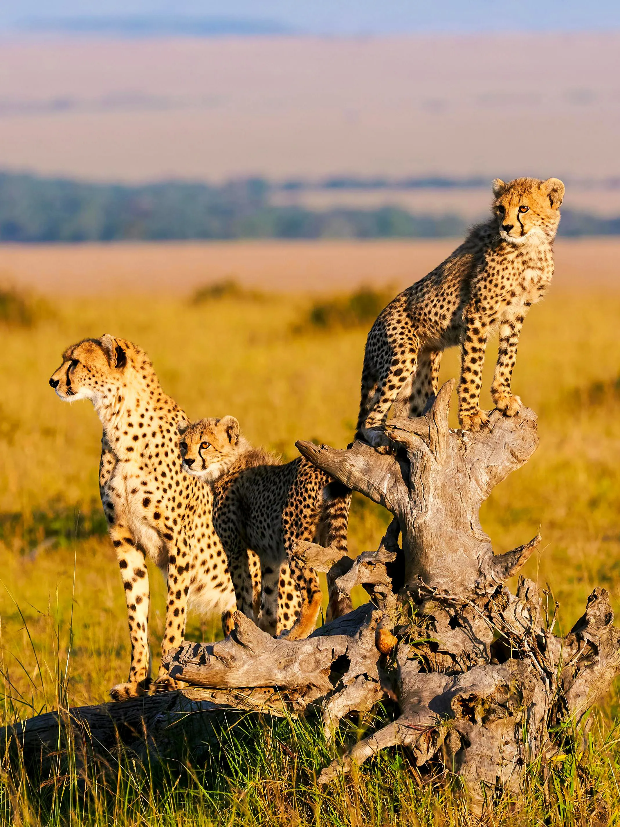 Mother cheetah with cubs on a log in Masai Mara, Kenya.