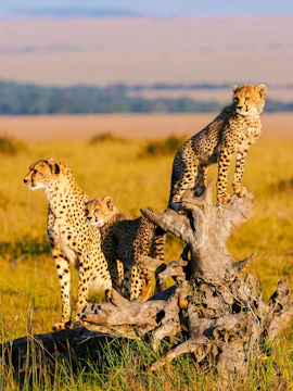 Mother cheetah with cubs on a log in Masai Mara, Kenya.